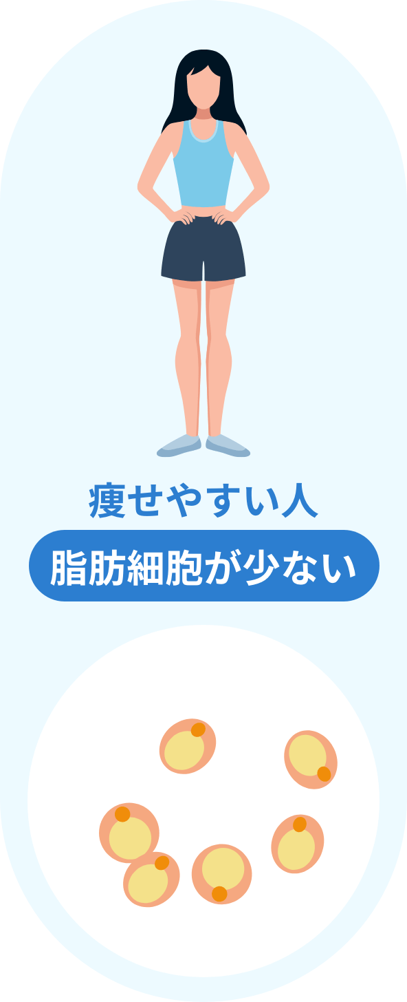 痩せやすい人　脂肪細胞が少ない