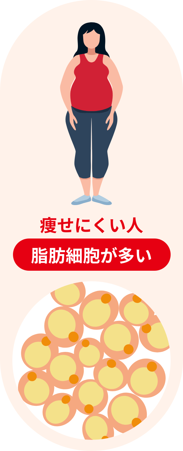 痩せにくい人　脂肪細胞が多い